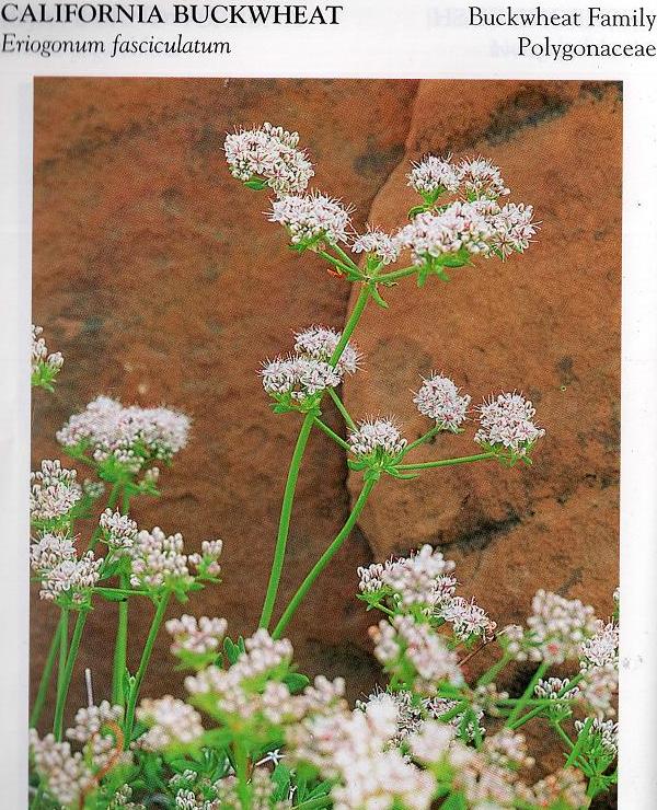 Mojave desert flora white colored flowers