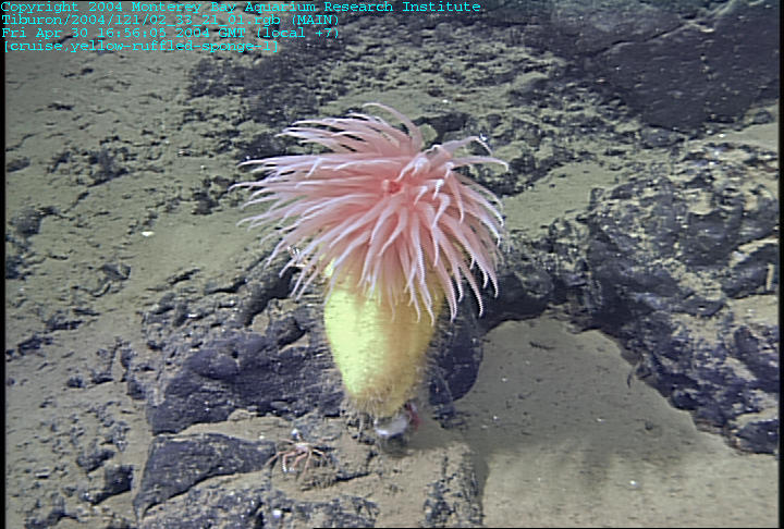 pom pom anemone